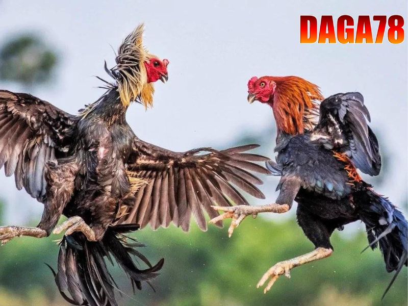Bình luận viên đá gà là người thuật lại tình hình các trận đấu đá gà