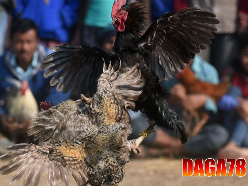 Chất lượng hình ảnh, âm thanh tại DAGA78 được đánh giá cao