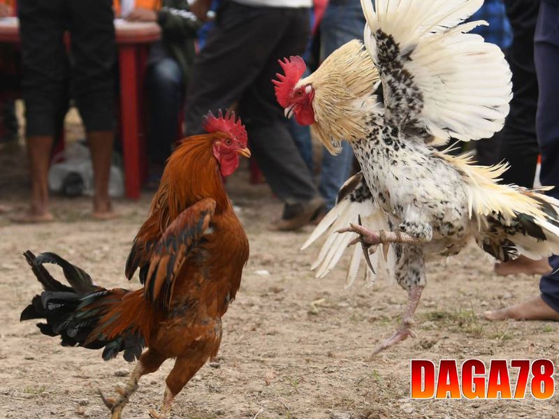 Đá gà cựa dao là màn tranh tài gay cấn giữa các chiến kê
