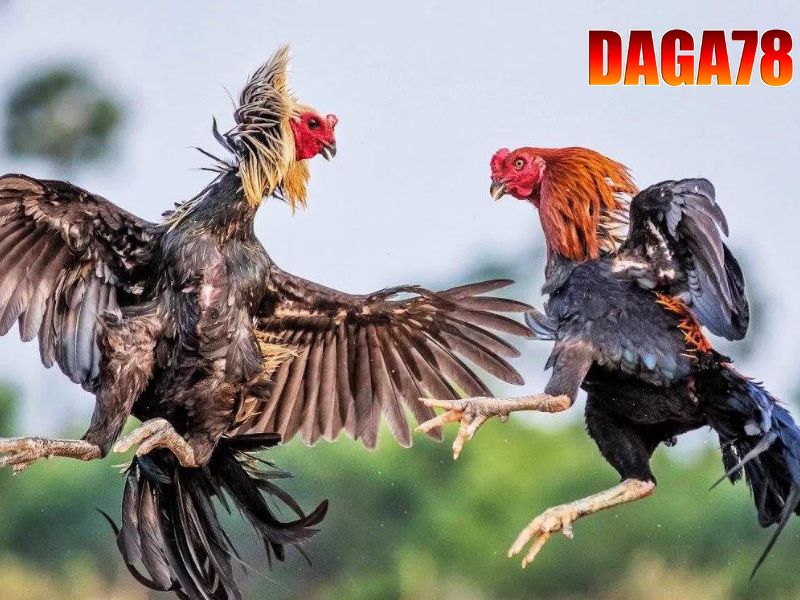 DAGA78 cung cấp các trận đấu trực tiếp tại nhiều bồ gà có tiếng