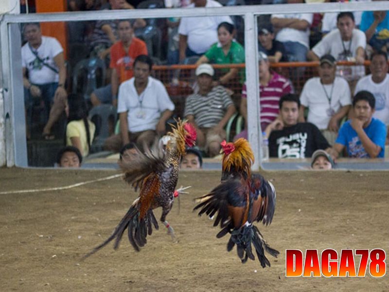DAGA78 phát sóng các trận đấu hàng ngày