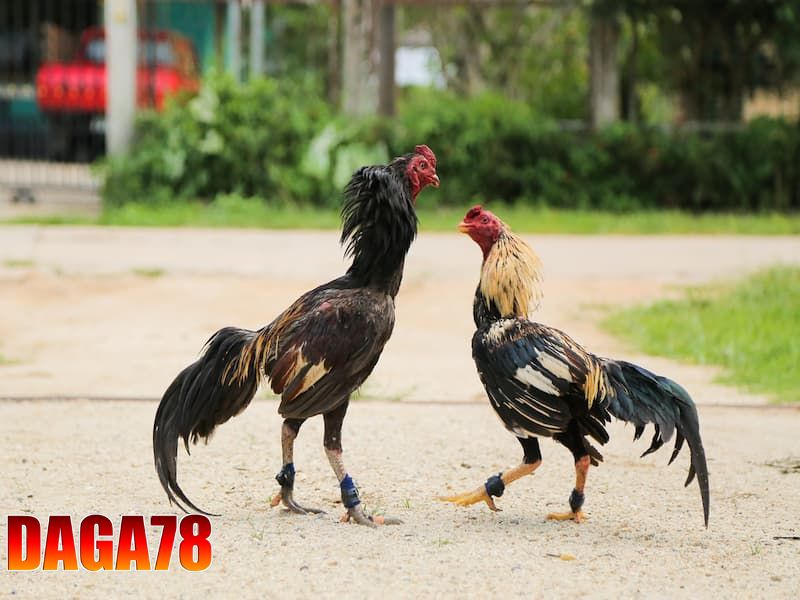 Hướng dẫn cách thức đặt cược đá gà cựa dao cơ bản tại DAGA78