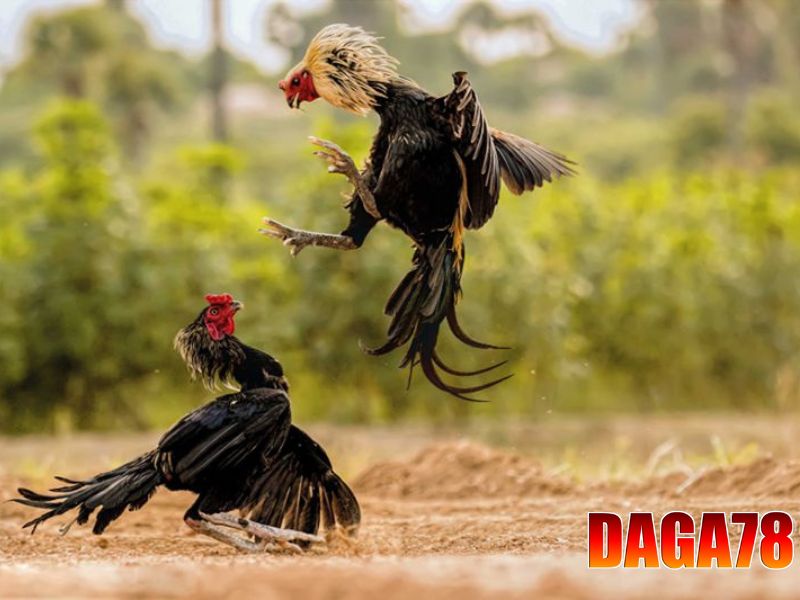 Hướng dẫn cách xem trực tiếp đá gà đòn tại DAGA78