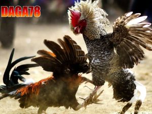 Màu mạng đá gà là phương pháp xác định thời điểm thích hợp thi đấu