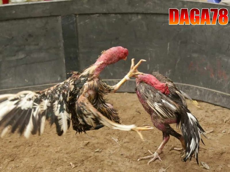Tổng hợp các kiến thức đá gà tại DAGA78 Tổng hợp các kiến thức đá gà tại DAGA78