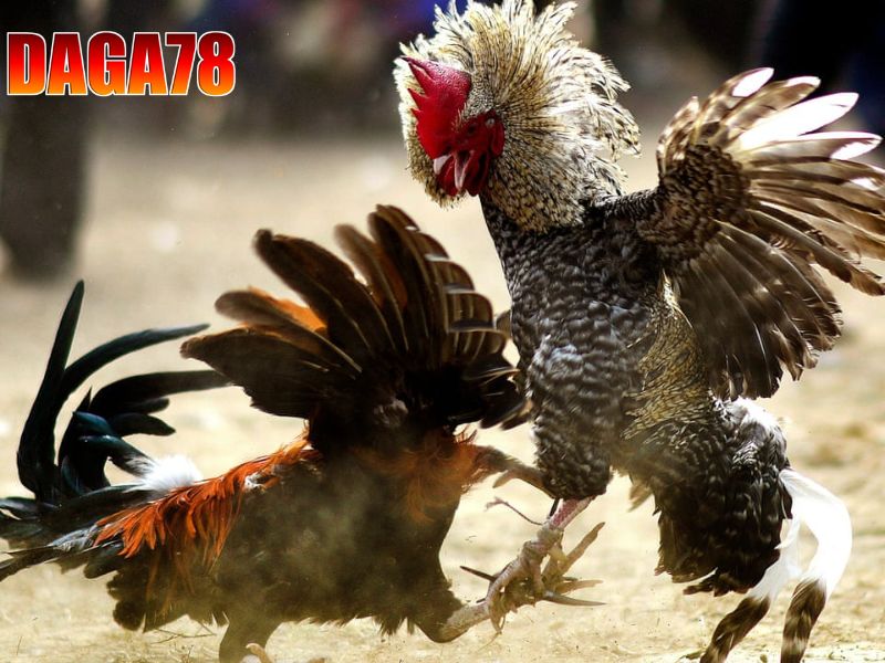 Trực tiếp đá gà cựa dao tại DAGA78 cung cấp nhiều trận đấu hấp dẫn