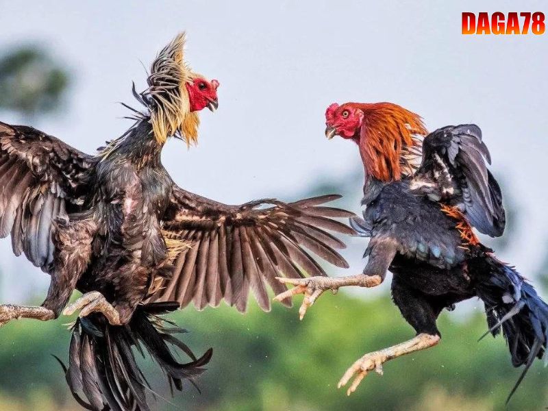 Xem ngày đá gà nâng cao cơ hội chiến thắng